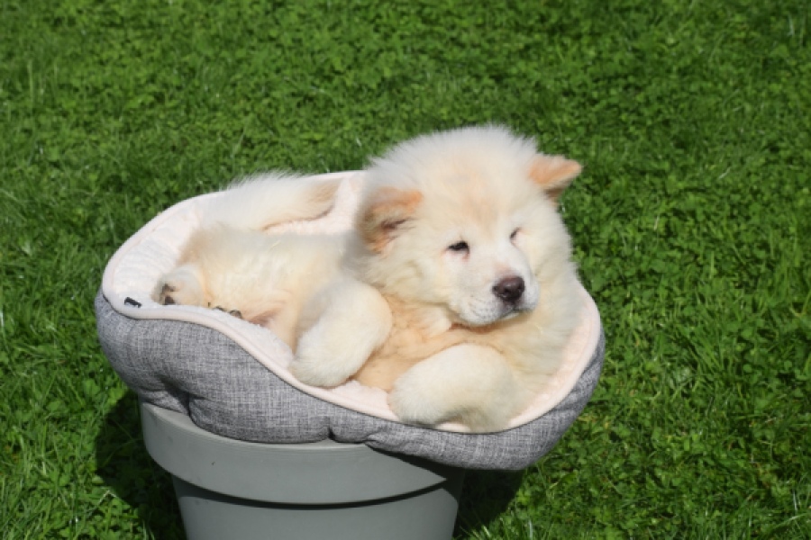 Chow Chow (teef) 29453