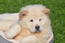 Chow Chow (teef) 29453
