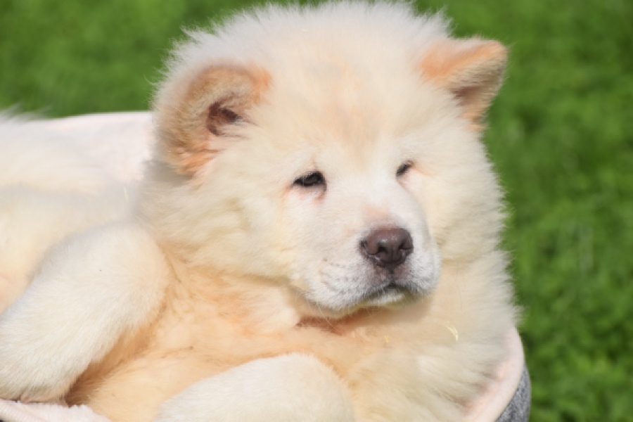 Chow Chow (teef) 29453