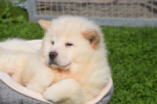 Chow Chow (teef) 29453