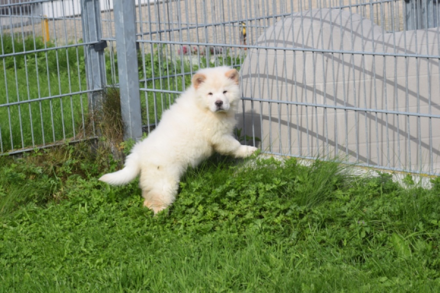 Chow Chow (teef) 29453