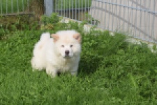 Chow Chow (teef) 29453