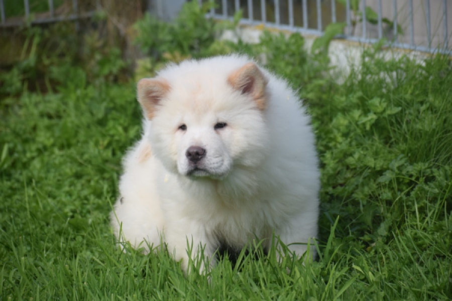 Chow Chow (teef) 29453