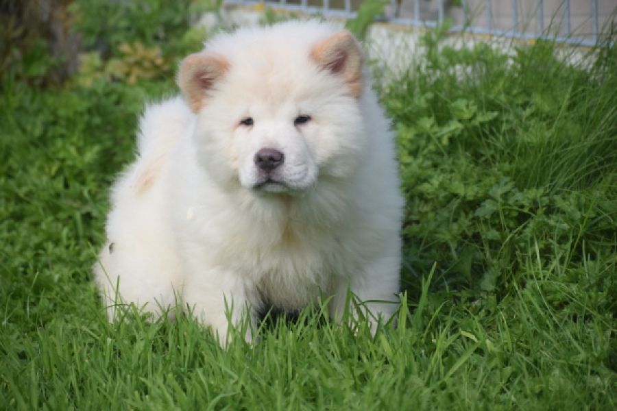 Chow Chow (teef) 29453