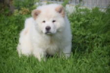 Chow Chow (teef) 29453