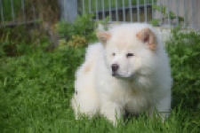 Chow Chow (teef) 29453