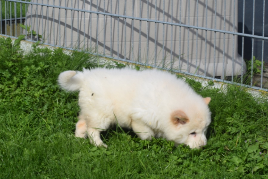 Chow Chow (teef) 29453