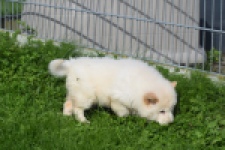 Chow Chow (teef) 29453