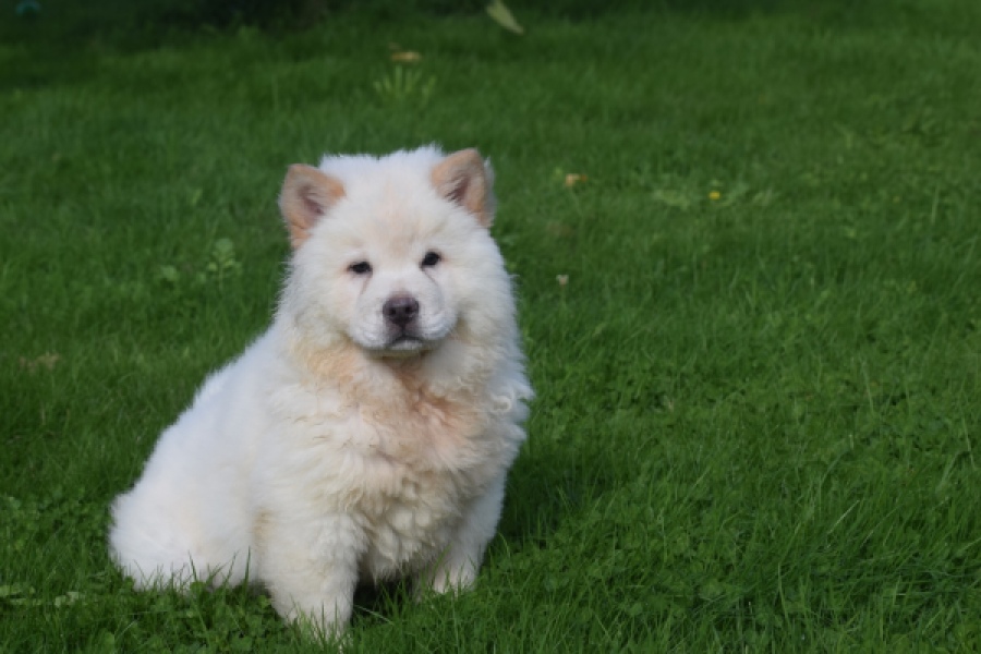 Chow Chow (teef) 29459