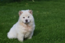 Chow Chow (teef) 29459