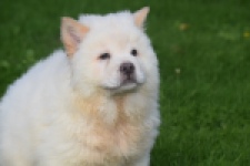 Chow Chow (teef) 29459