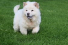 Chow Chow (teef) 29459