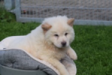 Chow Chow (teef) 29459