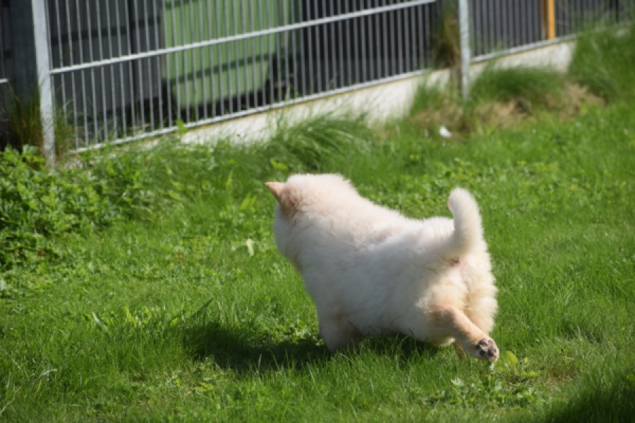 Chow Chow (teef) 29459