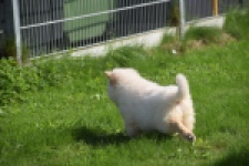 Chow Chow (teef) 29459