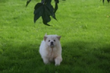 Chow Chow (teef) 29459
