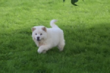 Chow Chow (teef) 29459