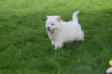 Chow Chow (teef) 29459