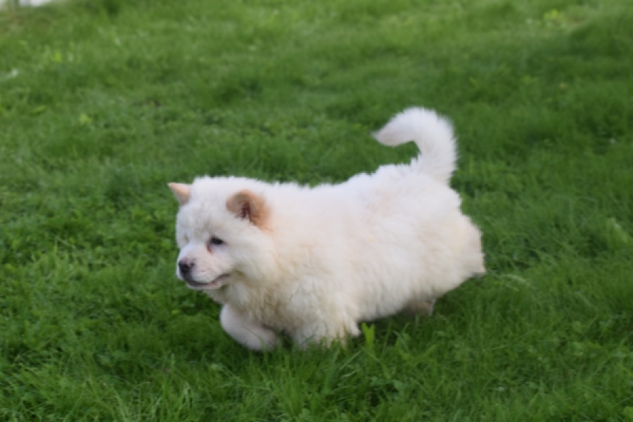 Chow Chow (teef) 29459