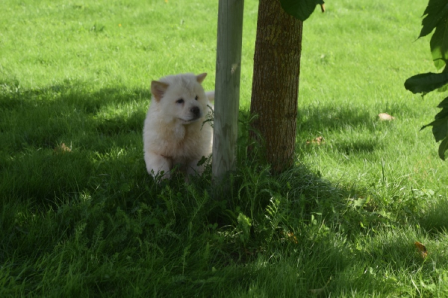 Chow Chow (teef) 29459