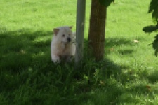 Chow Chow (teef) 29459