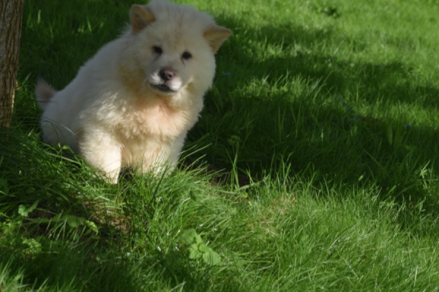 Chow Chow (teef) 29459