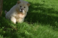 Chow Chow (teef) 29459