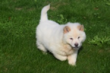 Chow Chow (teef) 29459