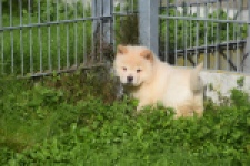 Chow Chow (reu) 29456