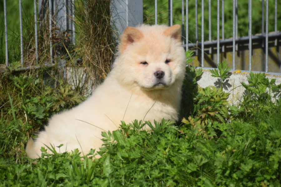 Chow Chow (reu) 29456