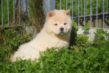 Chow Chow (reu) 29456