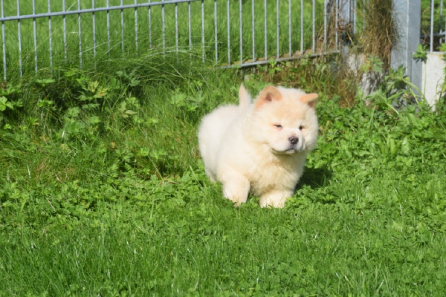 Chow Chow (reu) 29456