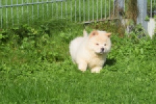 Chow Chow (reu) 29456