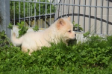 Chow Chow (reu) 29456