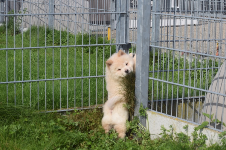 Chow Chow (reu) 29456