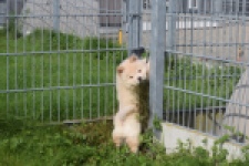 Chow Chow (reu) 29456