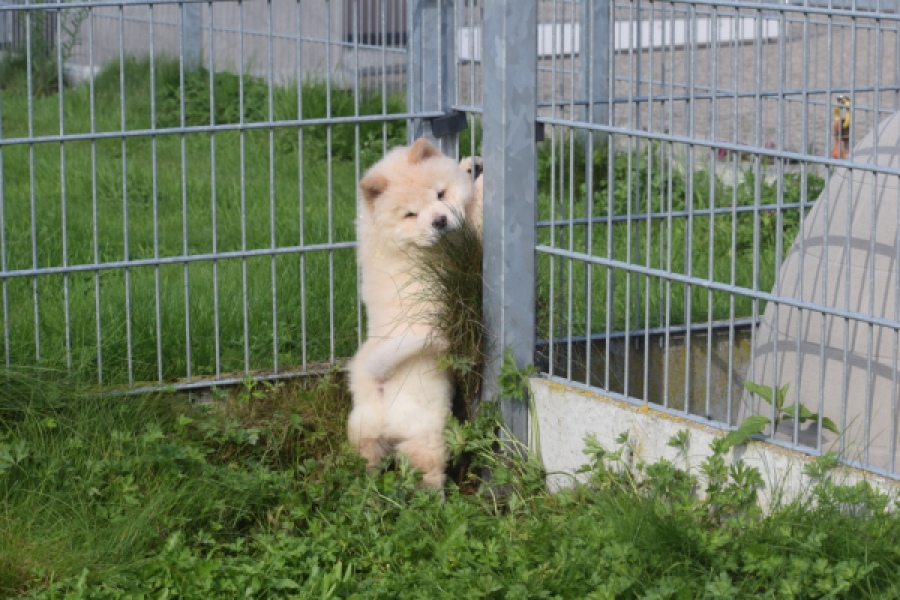 Chow Chow (reu) 29456