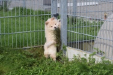 Chow Chow (reu) 29456