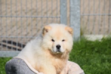 Chow Chow (teef) 29455