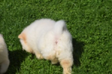 Chow Chow (teef) 29455