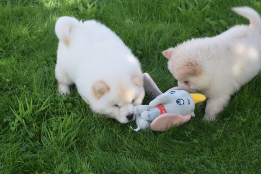 Chow Chow (teef) 29455