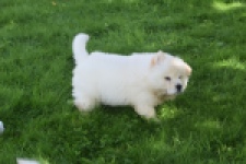 Chow Chow (teef) 29455