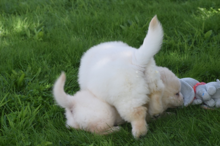 Chow Chow (teef) 29455
