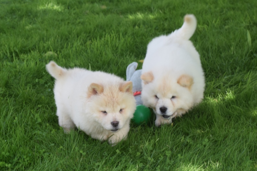 Chow Chow (teef) 29455