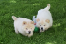 Chow Chow (teef) 29455