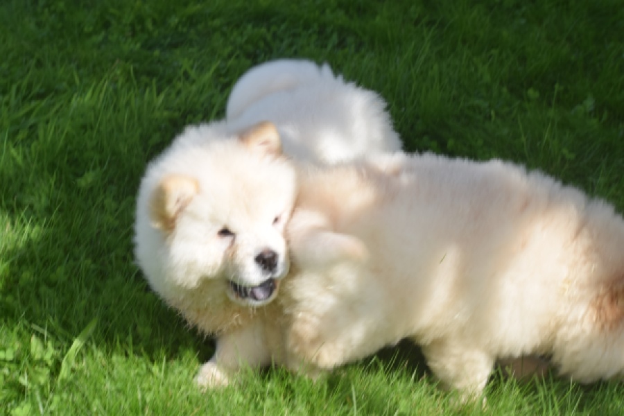 Chow Chow (teef) 29455