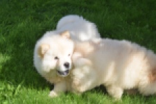 Chow Chow (teef) 29455