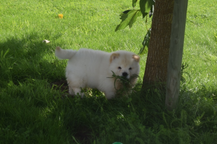 Chow Chow (teef) 29455