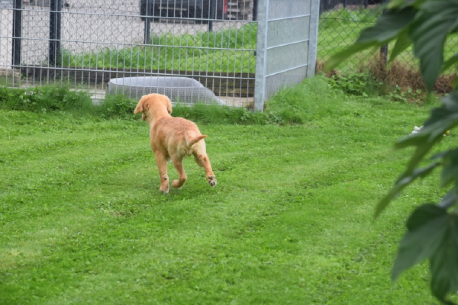 Retriever Golden (reu) 29321