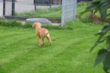 Retriever Golden (reu) 29321